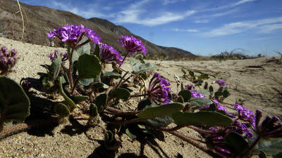 Want to track the Anza-Borrego bloom yourself? Here's a list of resources