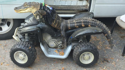 Pictures: Rambo the trained alligator