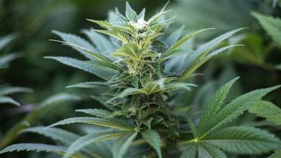 Court Considers Case of Pot-Smoking State Employee