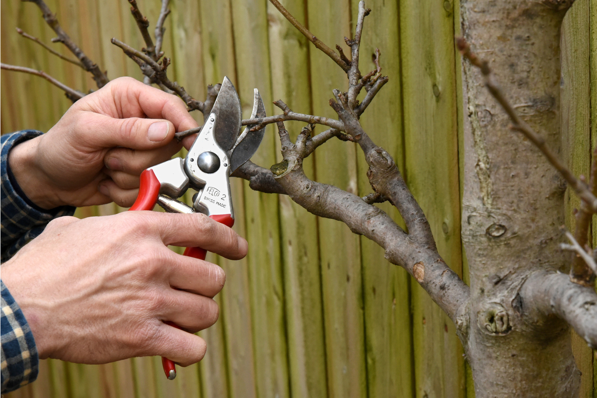 Tips And Tricks For Planting Fruit Trees This Spring Baltimore Sun