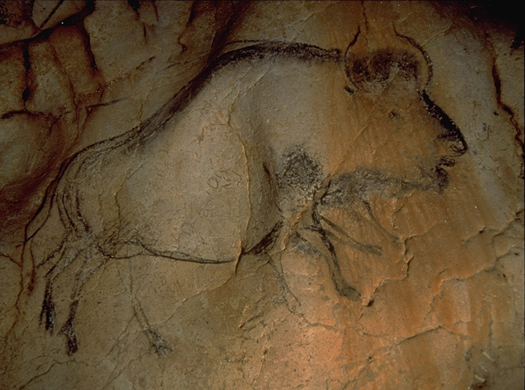 A bison painted on the walls of the Chauvet cave in southern France. New research creates the best timeline yet of who frequented the caves and when. (French Ministry of Culture and Communication)