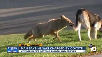 Man says he was charged by coyote