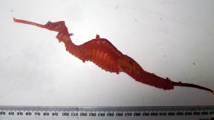 Ruby-red seadragon species spotted in the wild for the first time