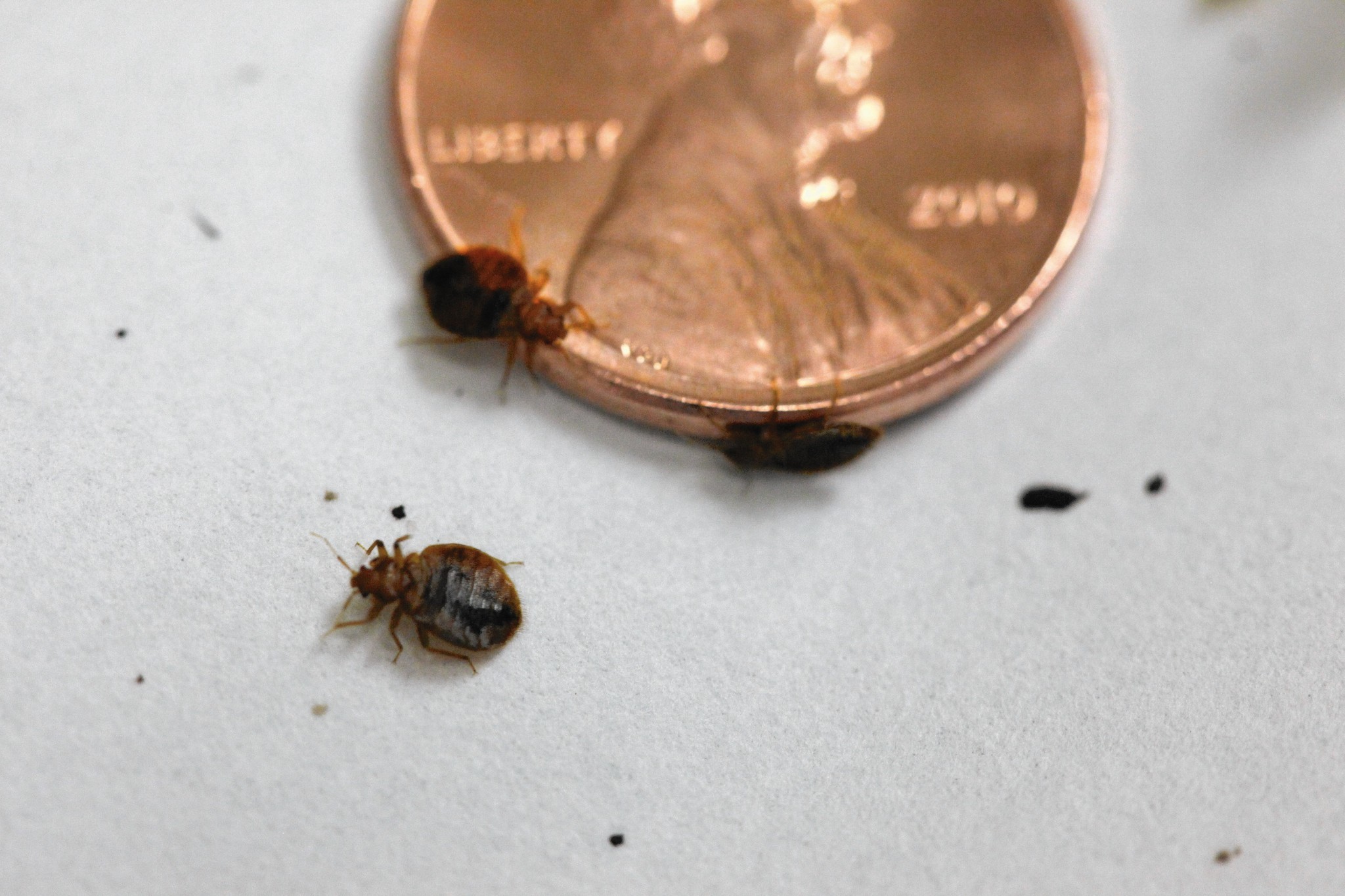 Bedbugs are drawn to certain colors - Chicago Tribune