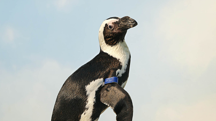 Pierre the African penguin