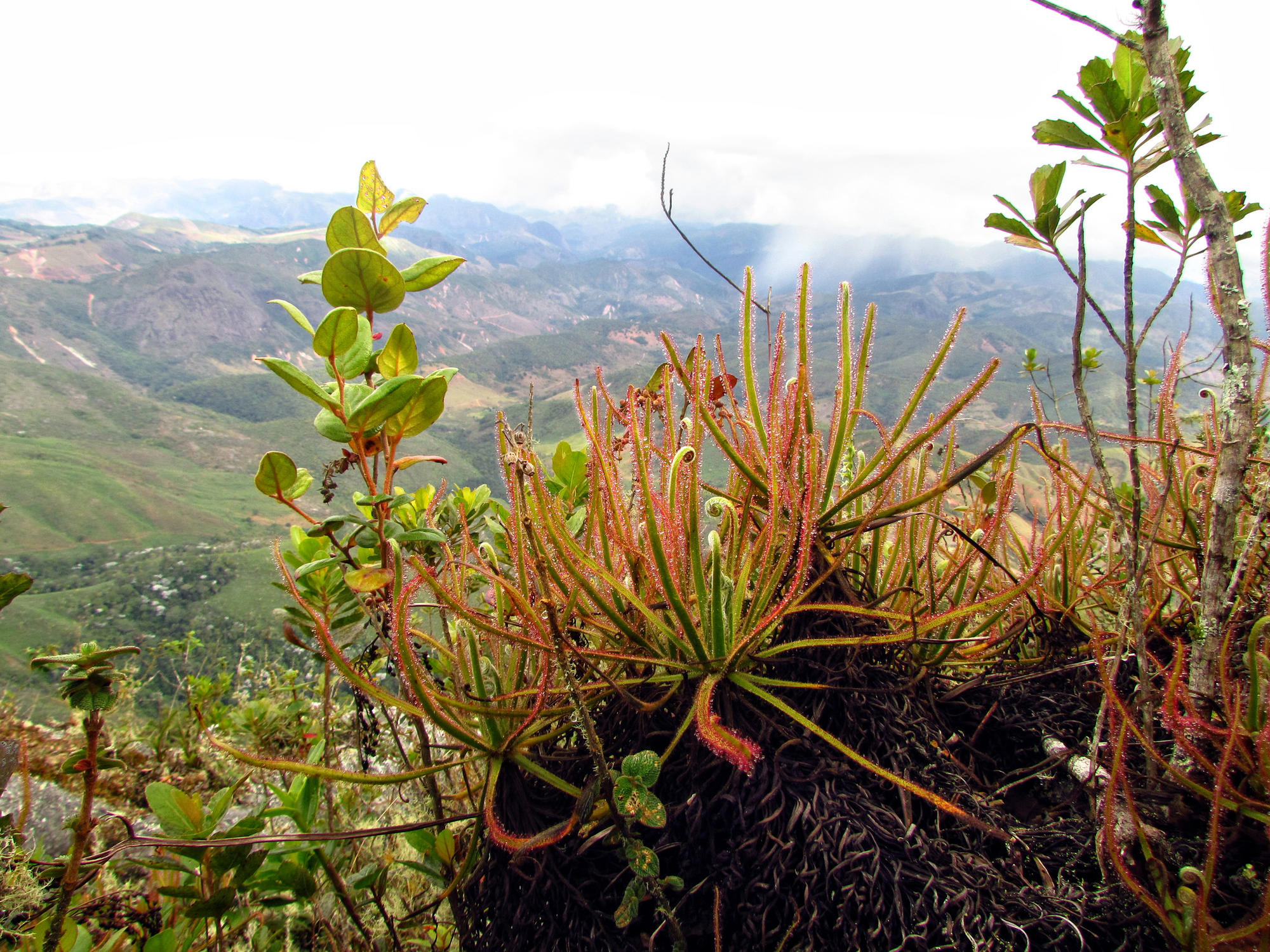 The carniverous giant sundew with other plants in Brazil.