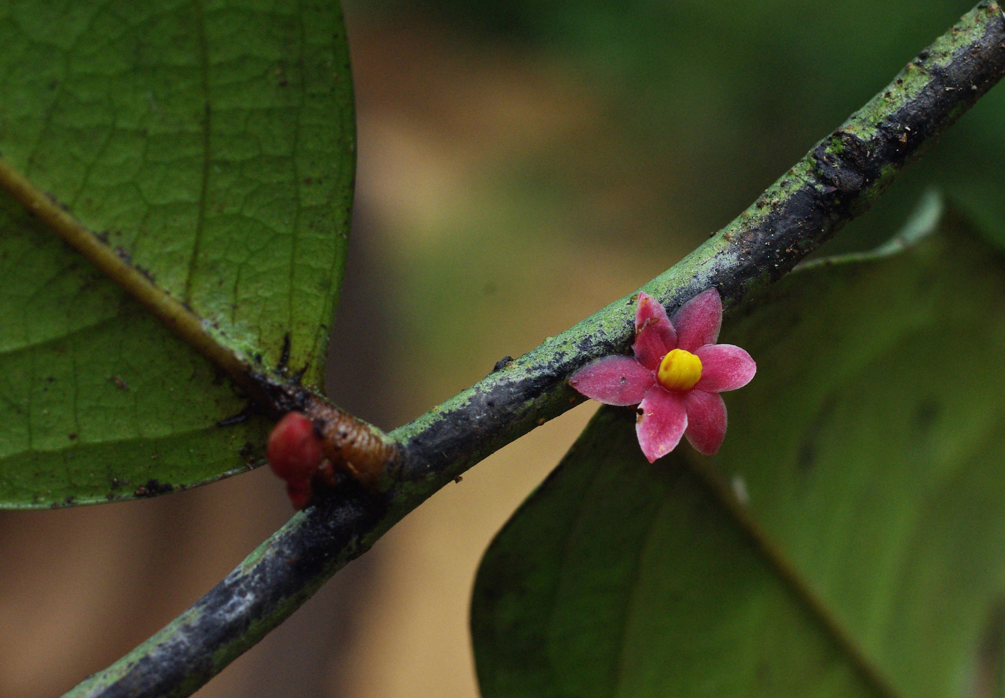 Sirdavidia solannona flower