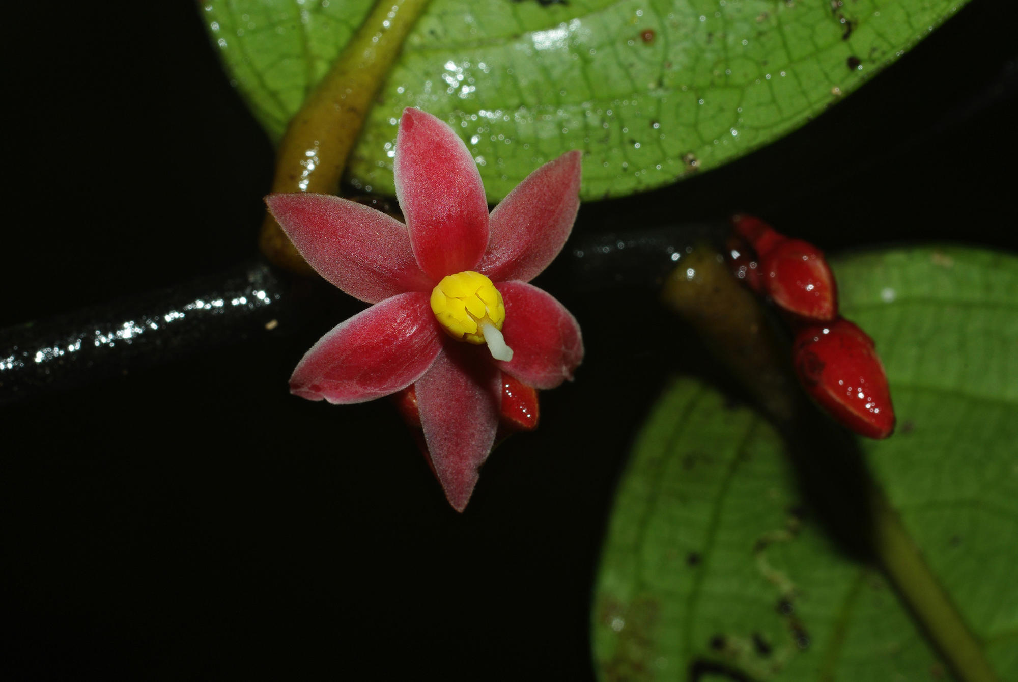 Sirdavidia solannona flower and buds