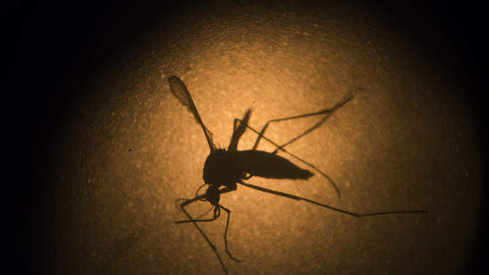 The Zika-transferring Aedes aegypti mosquito
