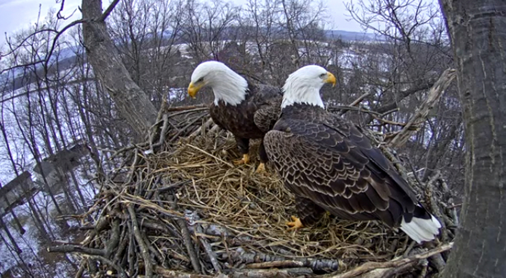 Hanover eagle nest partially collapses ahead of cam shutdown - The Morning Call