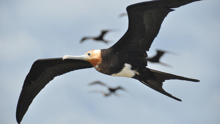 Frigate birds can fly without landing for up to two months at a time