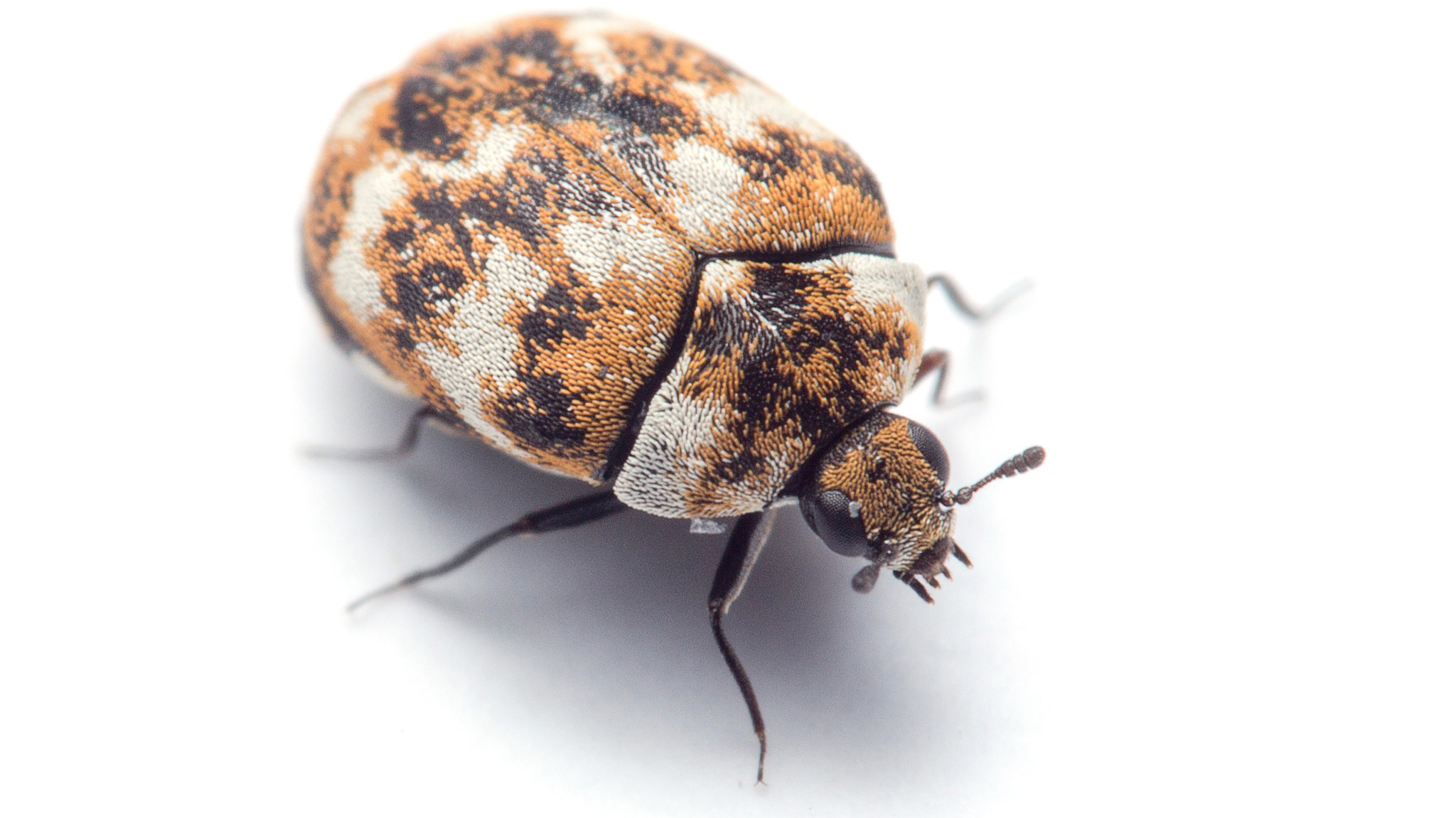 The average home has more than 100 kinds of bugs living in it, new