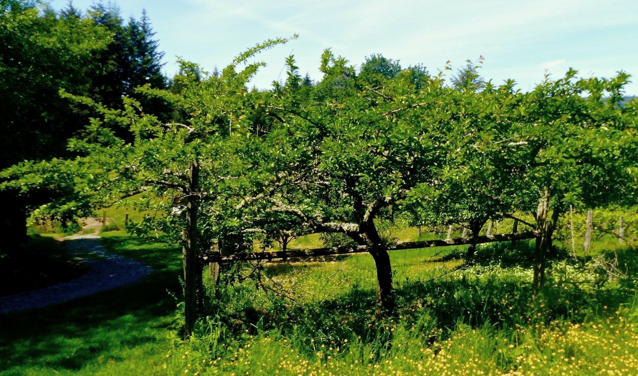 Backyard Mini Orchards Smaller Apple Trees A Popular Option The