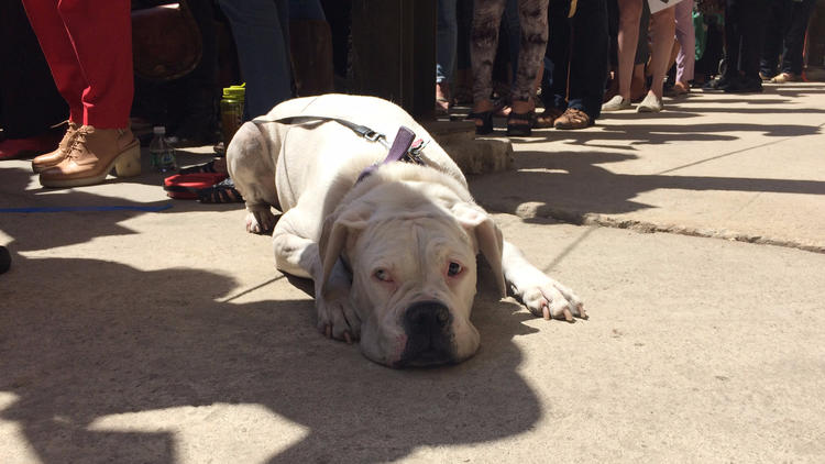 The group shoot drew plenty of observers, including this chilled-out pooch.