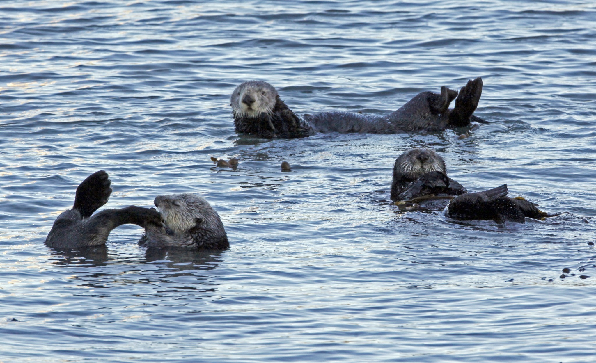 Three Sea Otters That Washed Up On California S Central