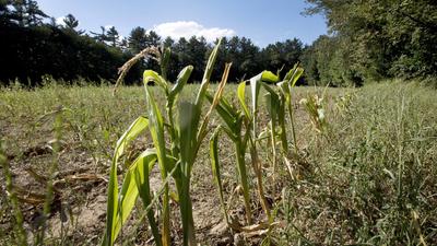 Four more Pa. counties under drought watch