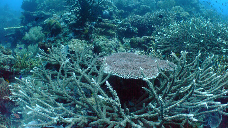 Scientists are concerned that all reefs, including these healthy ones in the Coral Triangle north of Australia, shown in 2012, will suffer as the oceans continue to absorb more carbon dioxide and become increasingly acidic.