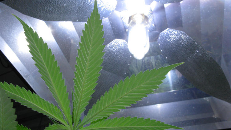 Marijuana plants under grow lights at Buddy Boy Brands grow house in Denver.