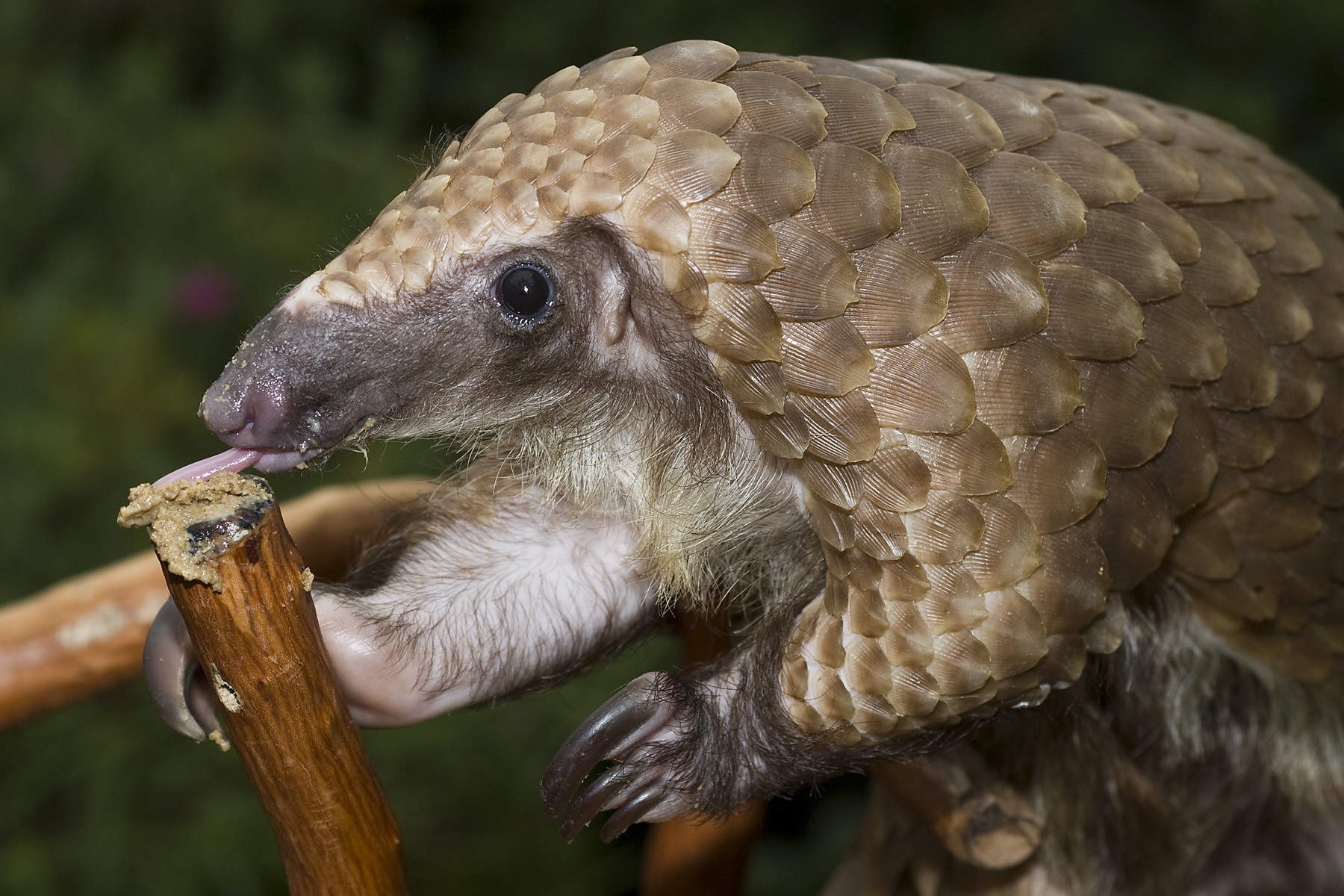 Only pangolin on display in the U.S. dies at San Diego Zoo - The San Diego Union-Tribune1800 x 1200
