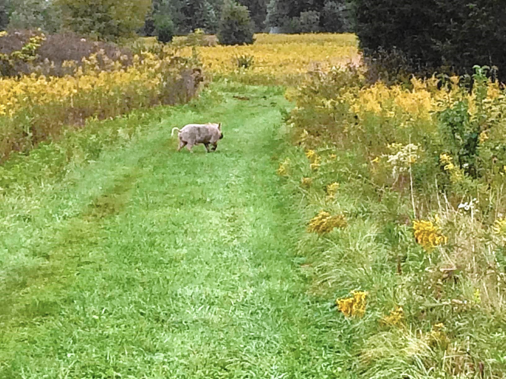 Roaming Naperville pig enjoys life on the lam as he eludes capture - Chicago Tribune
