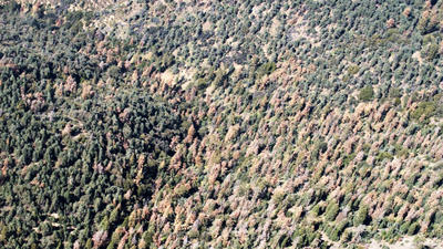 102 million dead California trees 'unprecedented in our modern history,' officials say