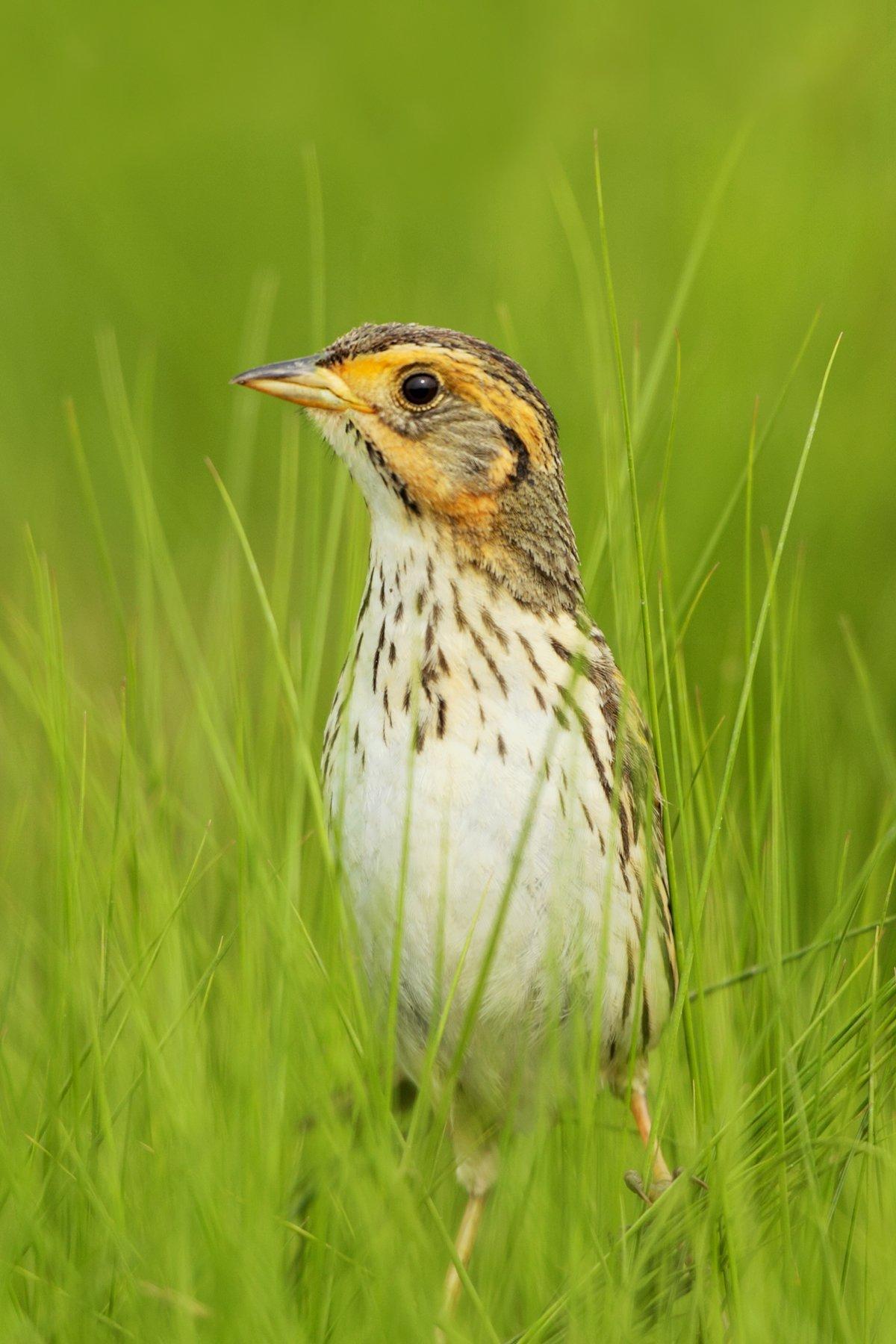Many State Birds In Decline and One Heading For Extinction