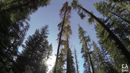 'The forest is hurting' | 24 million dead trees in southern half of the Sierra Nevada range