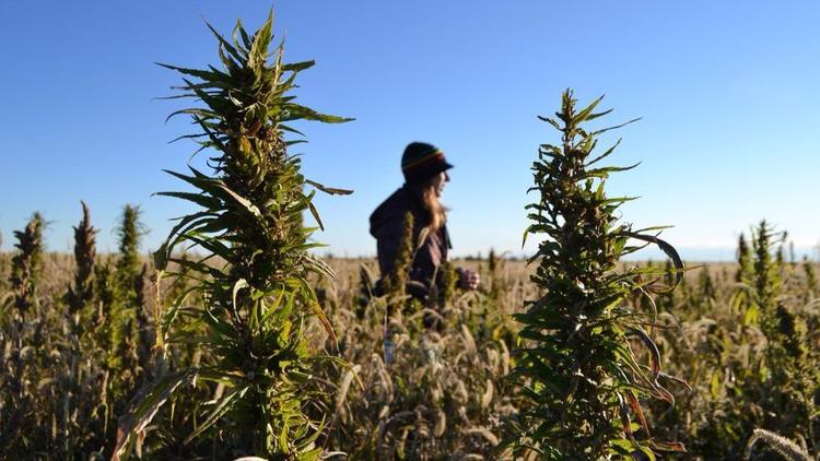 In this 2013 file photo, volunteers harvest a hemp field in Colorado. California recently passed Proposition 64, which has a provision allowing industrial hemp to be grown in the Golden State.