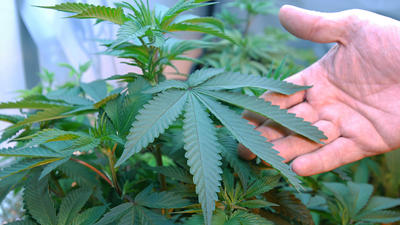 Patients, doctors get green light for medical marijuana