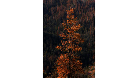 A dead pine tree stands against a backdrop of dead conifers in the Seqouia National Forest.