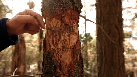Ecologist Adrian Das, looks over the paths of bark beetles that led to the death of a white fir tree in a plot of land that ecologists have been studying since 1992.