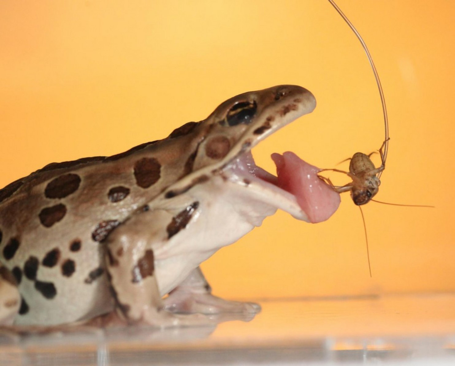 Scientist cracks mystery of the frog's powerful tongue. It's called