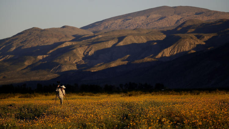 LA 90: The desert is in super bloom at Anza-Borrego state park