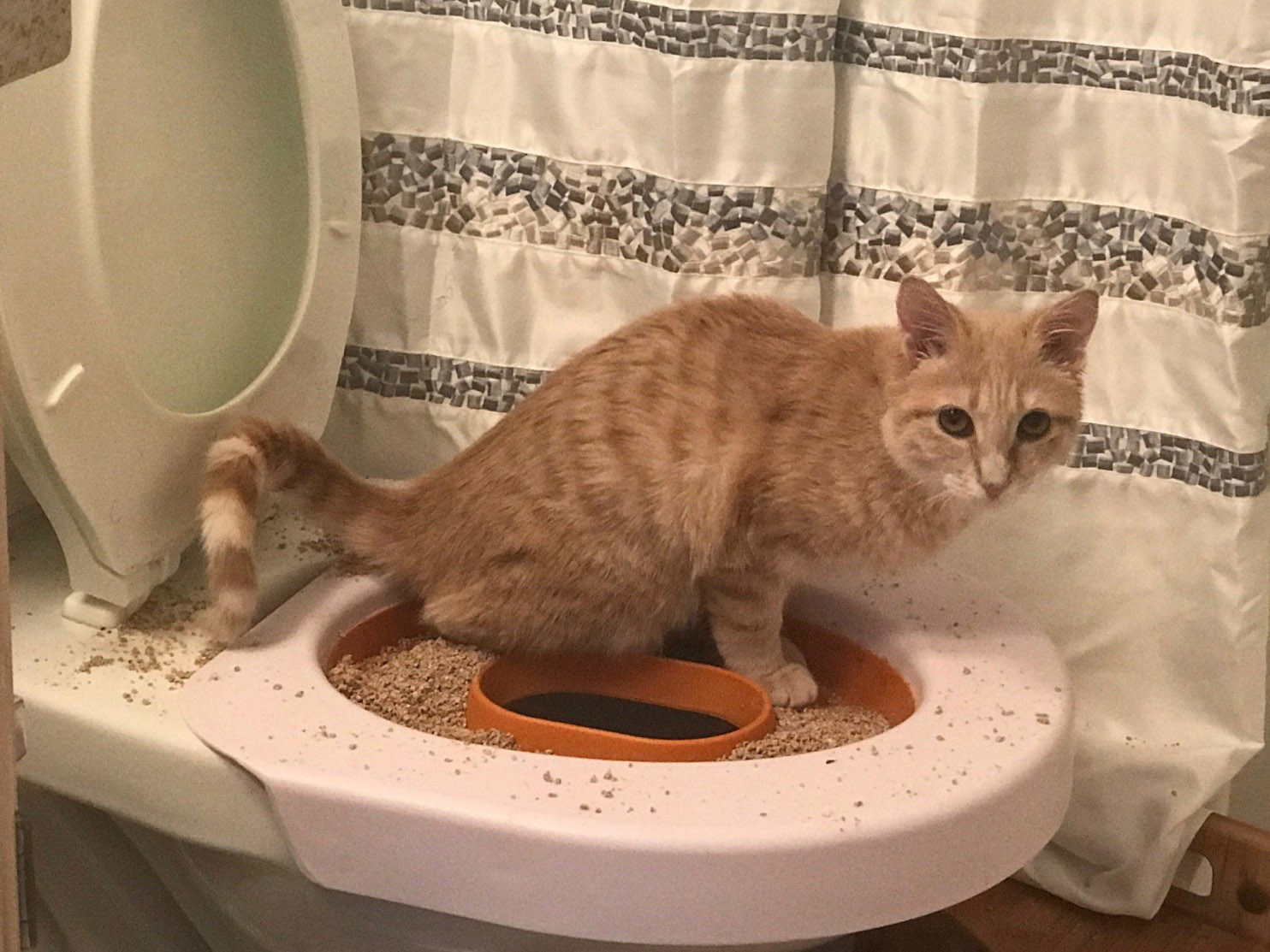 You can train your cat to use the toilet. Just don't expect it to flush