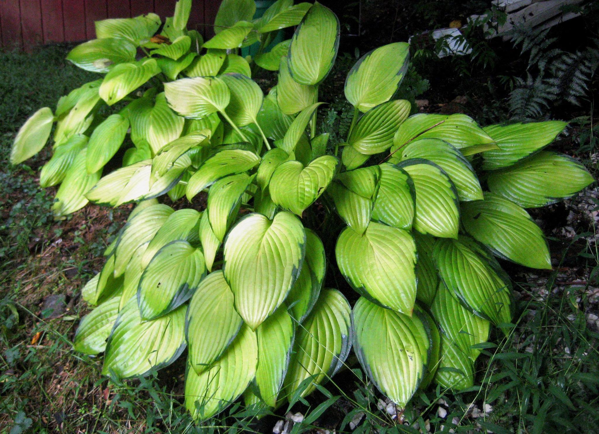 how to stop dogs from eating hostas