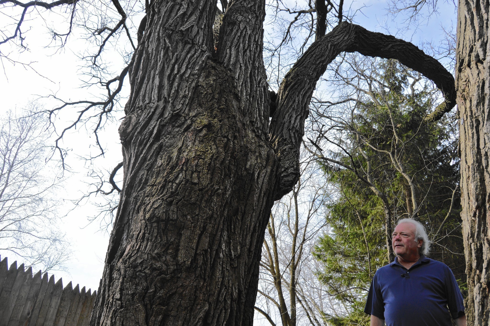 Century-old oak trees, in Elgin's Century Oaks, could be torn down - Chicago Tribune