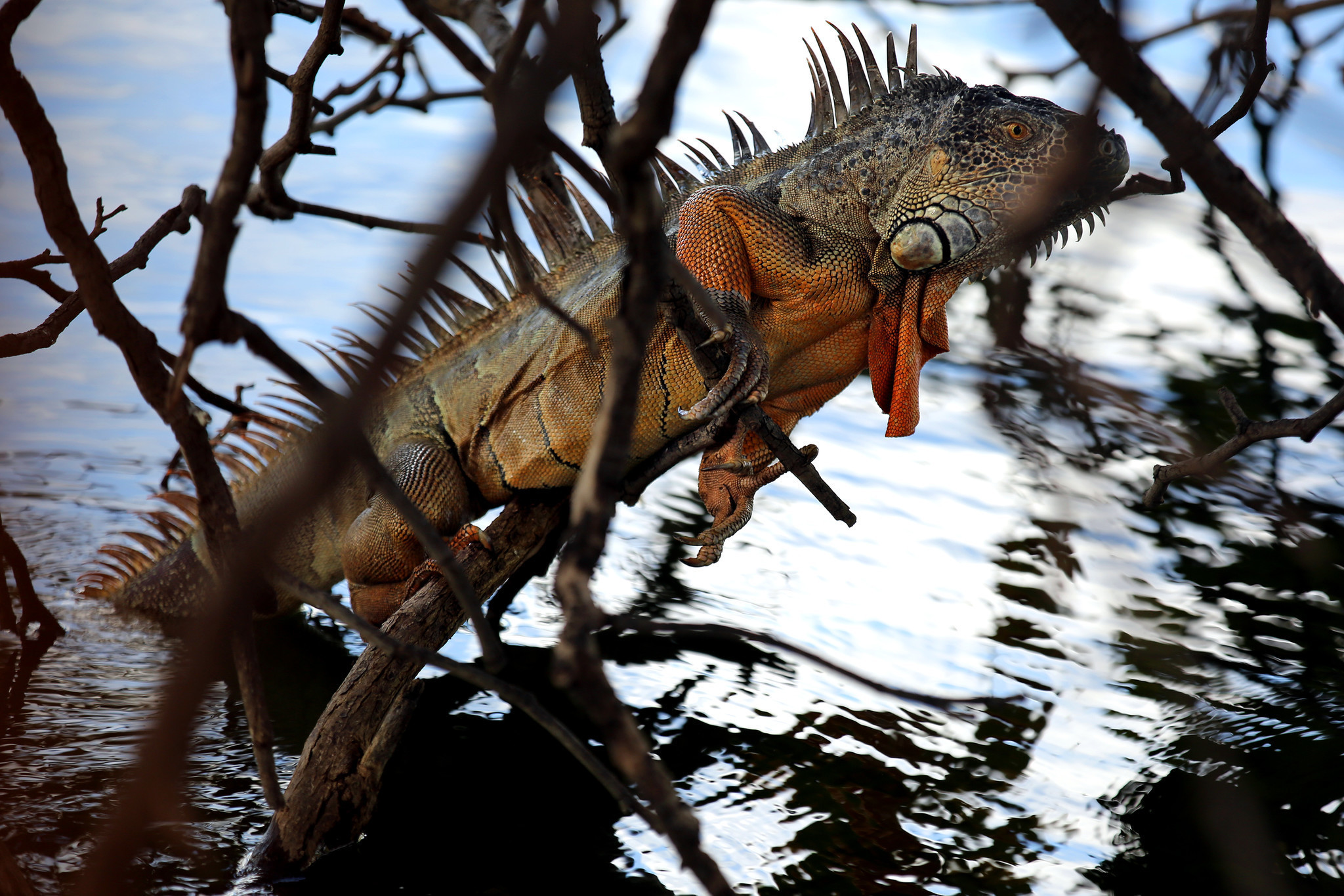 In South Florida, iguanas spread into suburban scourge - Sun Sentinel