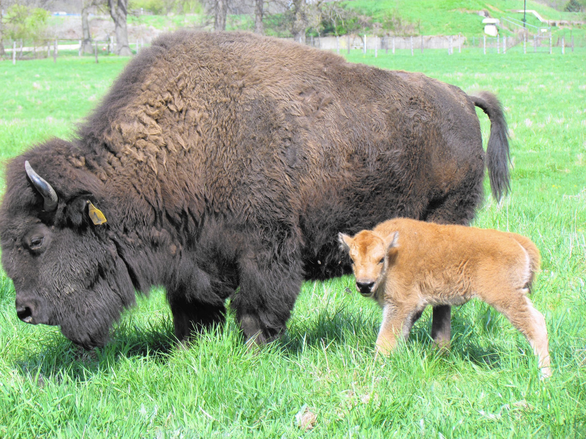Baby bison keep Fermilab herdsman hopping