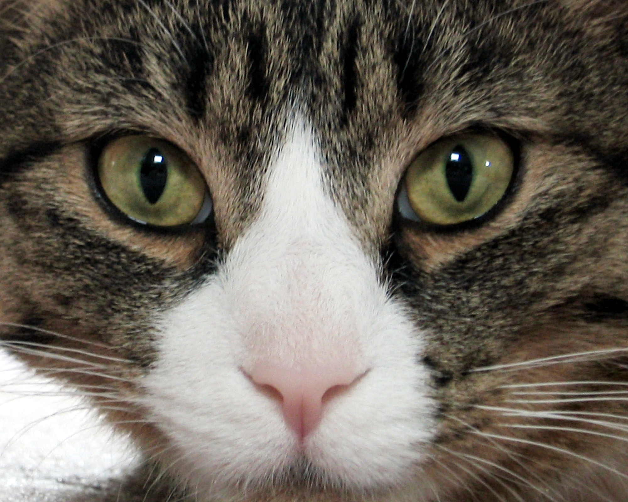 How cat got feline leukemia baffles one family Chicago Tribune