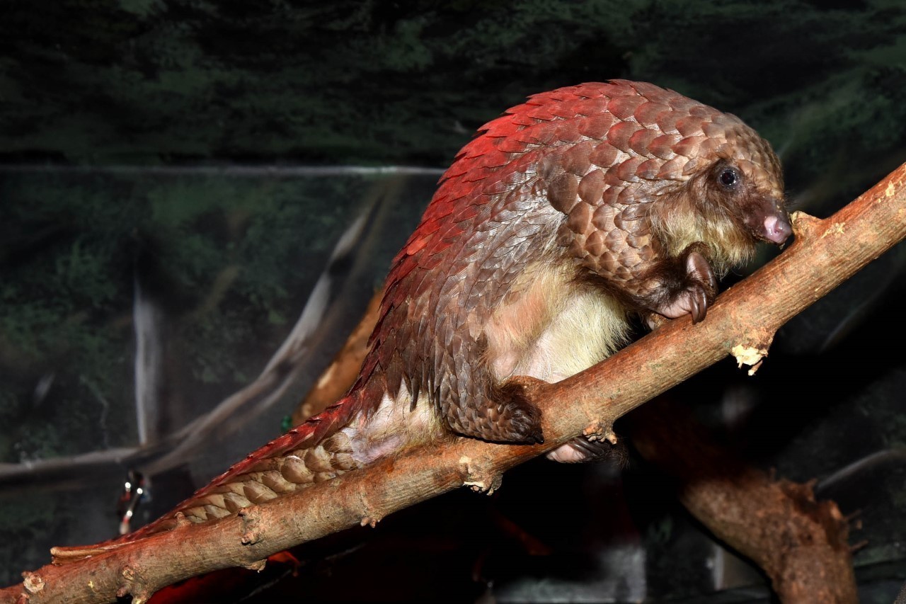 Brookfield Zoo now home to 13 endangered white-bellied tree pangolins - Chicago Tribune