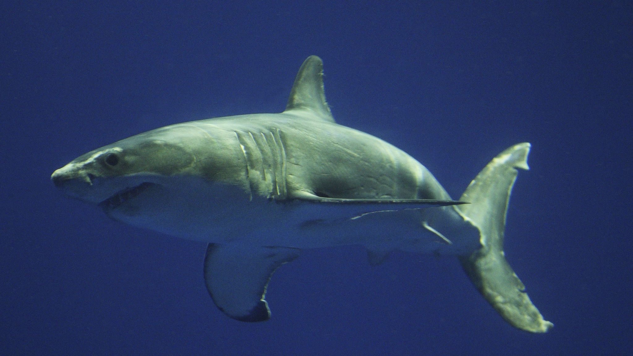 Shark sighting prompts new beach closure in San Clemente