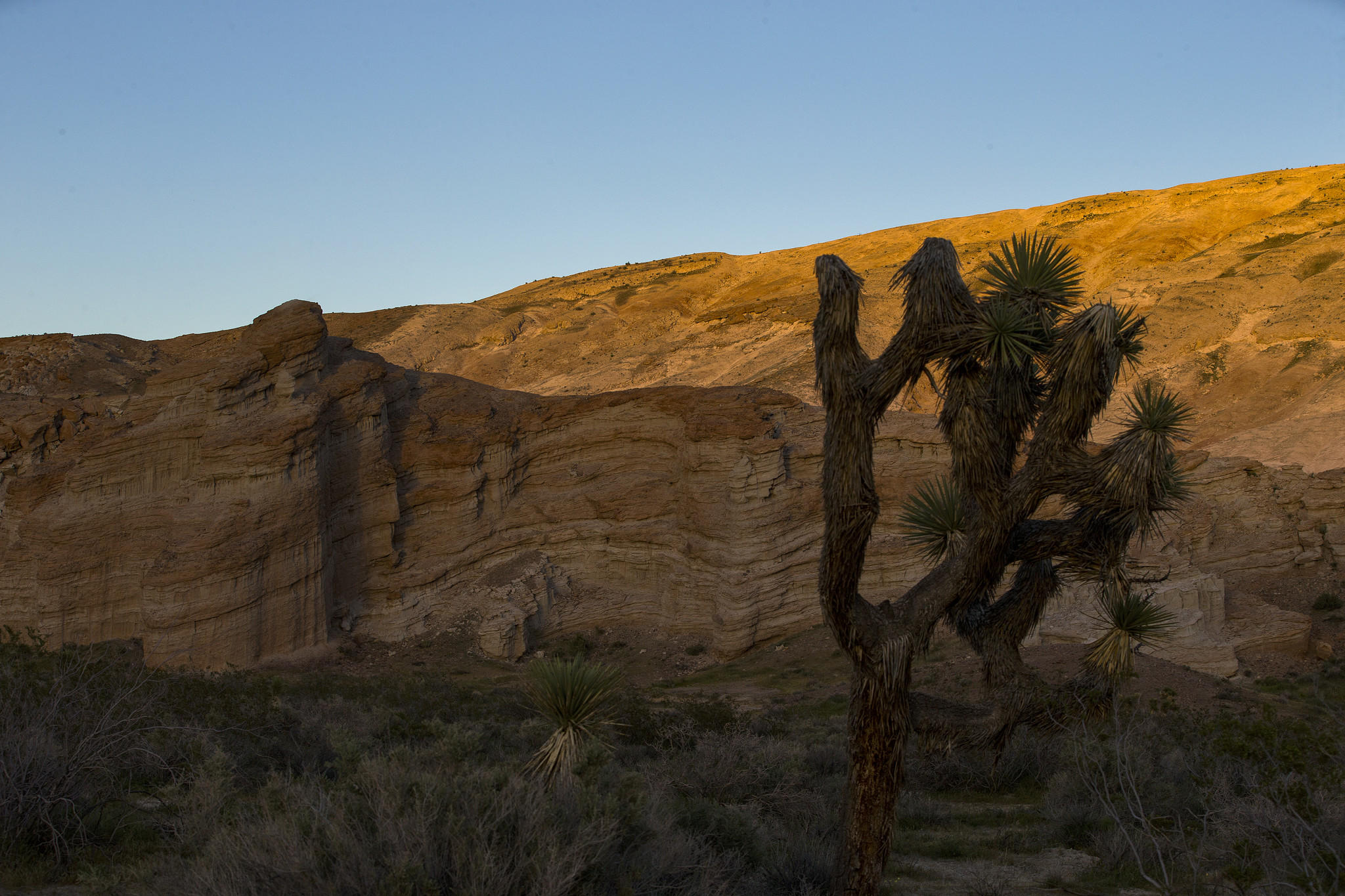 Joshua Trees are silhouetted against the hillside near the Red Rock Canyon Ricardo campground in the Red Rock Canyon State Park.
