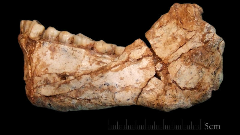 This is the first, almost complete adult mandible discovered at the Jebel Irhoud site. The shape of the bone and the teeth clearly assign it to the root of our own lineage, the study authors say.