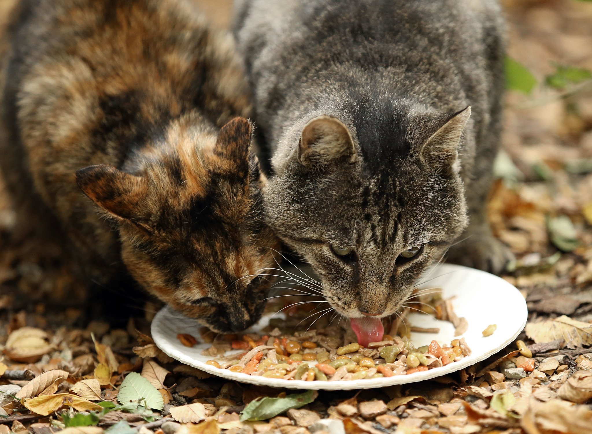 If you feed feral cats, please sterilize them too Carroll County Times
