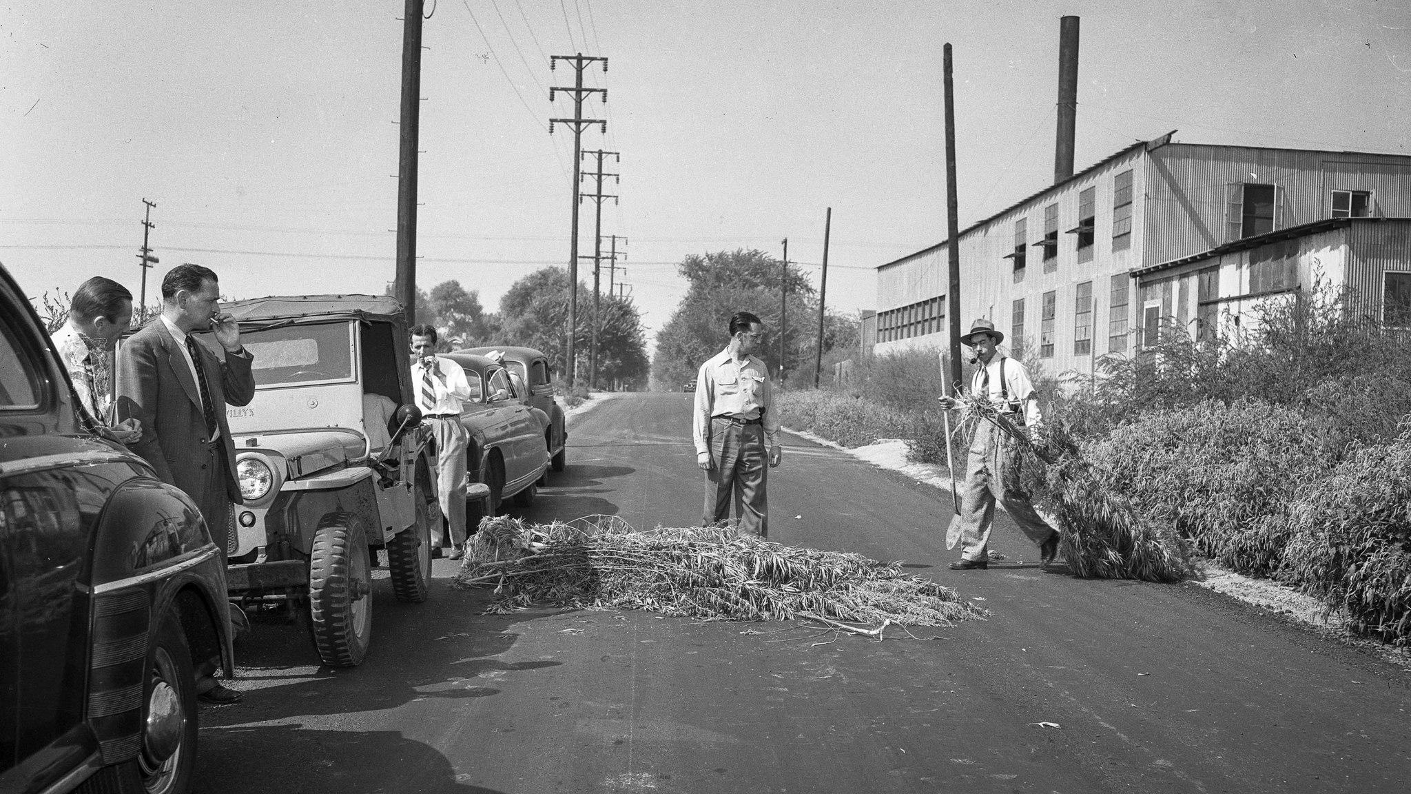 Sept. 8, 1948: Los Angeles County Sheriff's Deputy Dwight Smith drags a load of marijuana from a roadside patch in Rosemead. (Los Angeles Times Archive/UCLA)