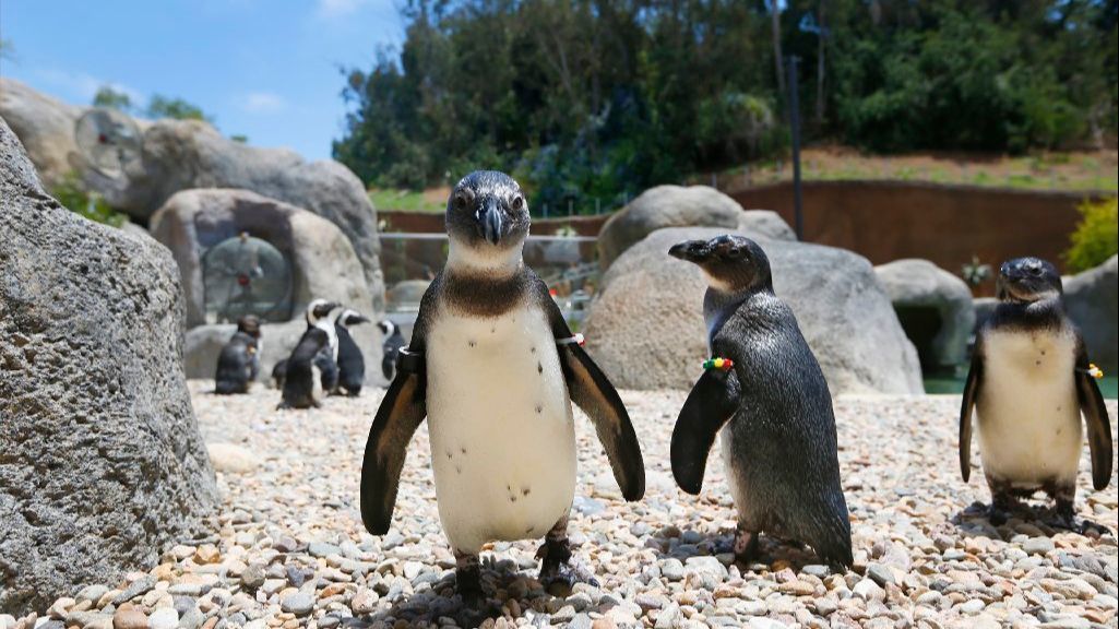 San Diego Zoo gets ready to open $68 million Africa Rocks exhibit - The San Diego Union-Tribune