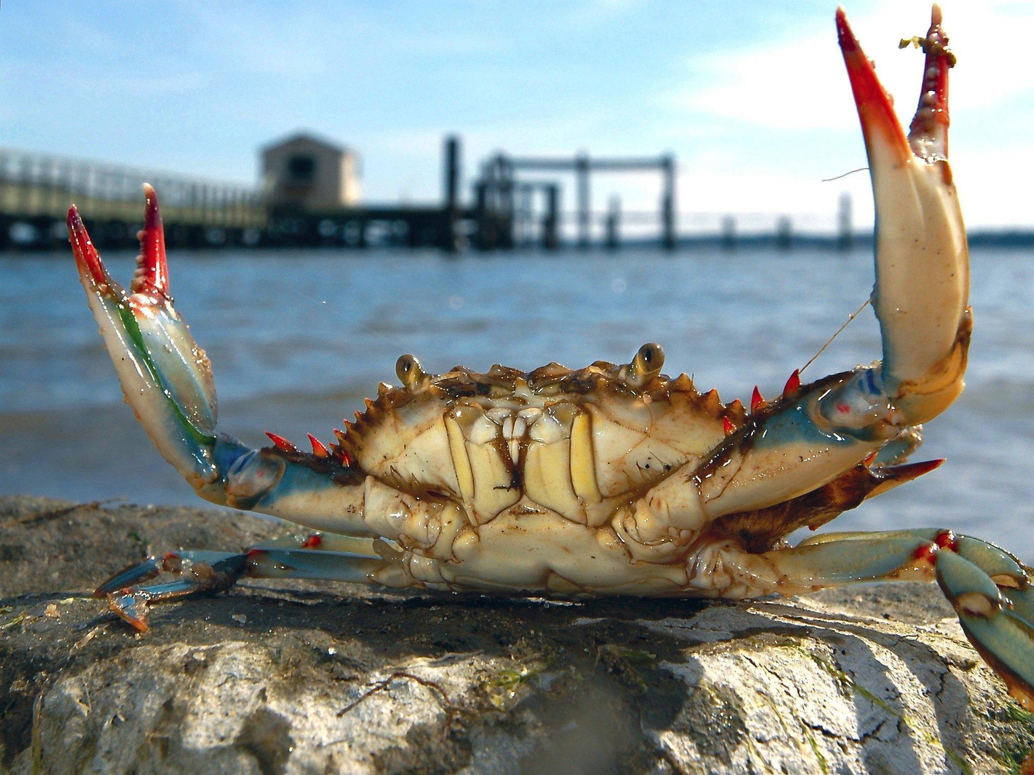 Virginia Marine Resources Commission cuts crab season, scales back