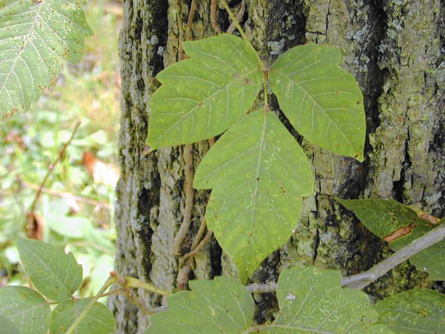 How to remove poison ivy from your yard safely - Chicago Tribune