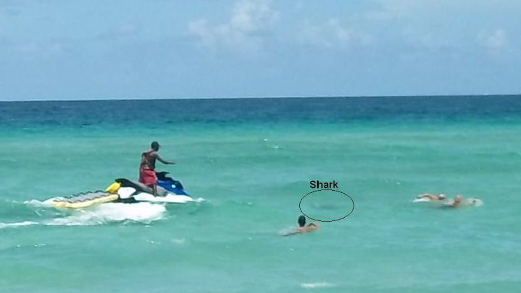 Surfer Attacked by Two Great White Sharks - Caught on Video | Shark pictures, Shark attack, Shark