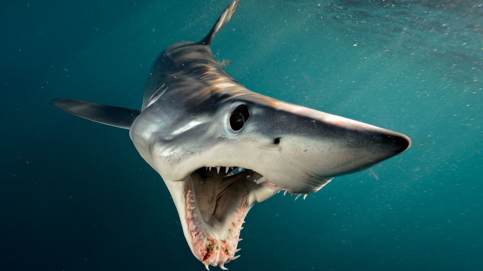 马尔代夫Fuvahmulah岛——虎鲨潜水全攻略（整理后转贴） - 知乎